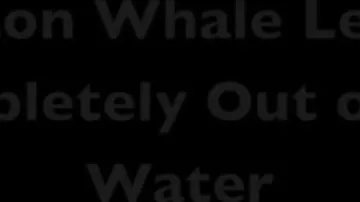 Впервые сняли на видео, как горбатый кит полностью выпрыгивает из воды