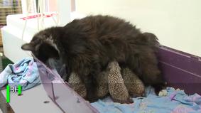 Мама Муся: Кошка усыновила восьмерых ёжиков-сирот