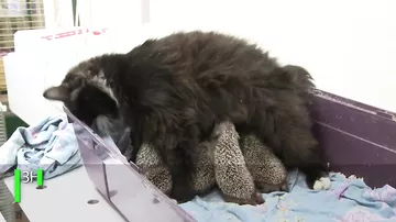 Мама Муся: Кошка усыновила восьмерых ёжиков-сирот