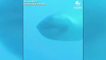 Британскому дайверу удалось запечатлеть на видео редчайшую акулу