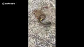 Голодная жаба одержала сокрушительную победу в схватке со змеёй