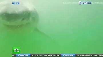 Акула напала на дайвера и отняла у него камеру