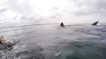 15 ужасных нападений акул, снятых на камеру