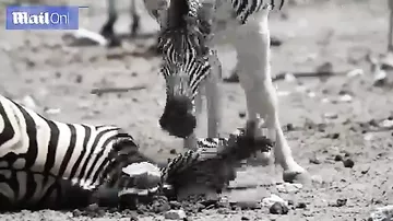 Душераздирающее видео: самец зебры пытается разбудить подругу, умершую при родах