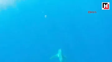 У берегов Анталии выловили пятиметровую акулу