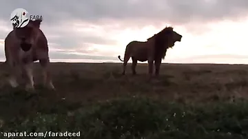 Невероятный шаг от голодных львов – хищники напали на гиену