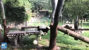 "Кунг-фу панда" умилила гостей китайского зоопарка чудесами акробатики