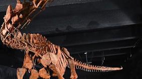 Палеонтологи описали крупнейшее сухопутное животное всех времен