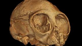 Археологи откопали череп ребенка, который жил 13 миллионов лет назад