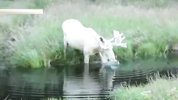В Швеции сняли на видео редкого белого лося-мутанта