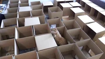 Житель США построил для котов лабиринт из коробок