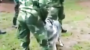 Шокирующая отвага женщины-военной, которая столкнулась лицом к лицу с волком