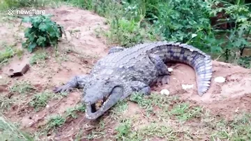 Ужасный случай: Неожиданное нападение крокодила на пожилого мужчину