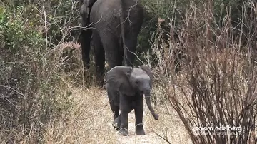 Храбрый слоненок пытается защитить маму от фотографов