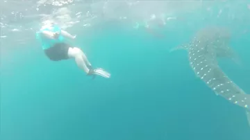 Самые страшные кадры со всего мира с китами и акулами