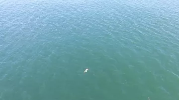 Убегая от полицейских, мужчина прыгнул в воду, но не заметил акулу