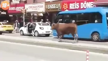 Разъяренный бык снес женщину, переходившую улицу
