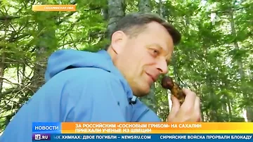 На Сахалине нашли самый дорогой и изысканный гриб на планете