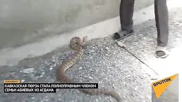 Азербайджанец разводит змей у себя во дворе
