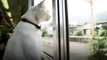 Пушистый рейс. В Японии начал курсировать поезд с котиками