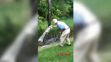 Мужчина чуть не погиб, пытаясь убрать аллигатора из канавы