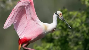 7 самых причудливых птиц в мире