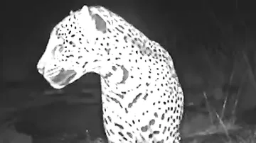 Редкий белый ягуар попал в объектив автоматической камеры