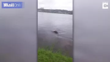 Жуткий момент, когда рядом с купающимся псом оказался аллигатор, попал на камеры
