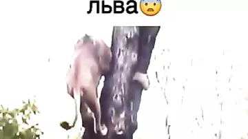 Царь леса забрался на дерево, но спастись ему все равно не удалось
