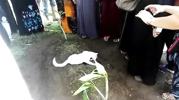 Грустный кот пытался раскопать могилу на похоронах своего хозяина
