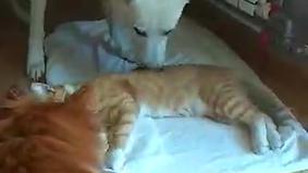 Любопытная собака попыталась разбудить кота после наркоза