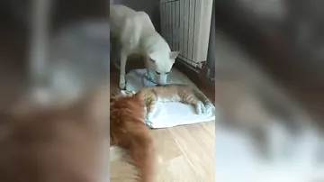 Любопытная собака попыталась разбудить кота после наркоза