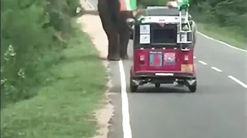 Голодный слон перевернул моторикшу на Шри-Ланке