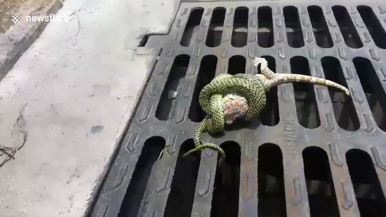 Как поймать ящерицу