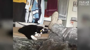 Кот чудом спас военного из США от самоубийства и стал его лучшим другом