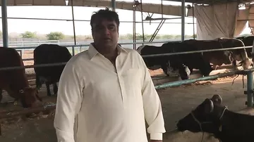 В Пакистане родился двухголовый теленок