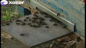 Azərbaycanda süni mayalanma yolu ilə cins arı yetişdirilir