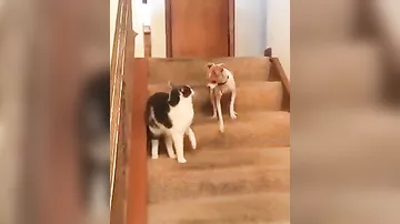Видео, на котором кот активирует "турборежим" пса, стало вирусным
