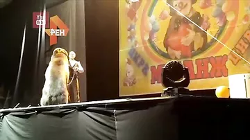 Медведь напал на дрессировщика во время представления перед детьми