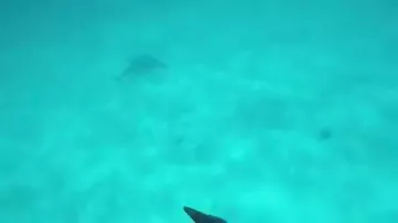 Акула бросилась на снимающего ее водолаза