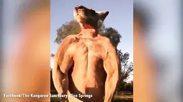 Австралийцев напугал мускулистый кенгуру-переросток