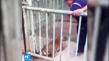Тигренок взбесился в зоопарке после того, как его разлучили с мамой