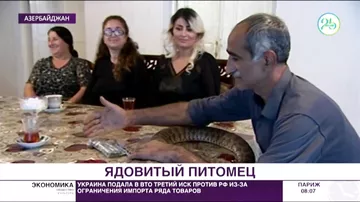 Чай за столом с аспидом: в Азербайджане живет повелитель змей