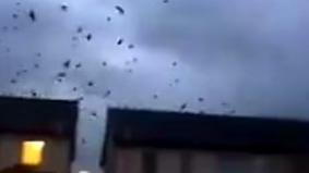 Сотни птиц в панике спасаются от урагана "Офелия" с берегов Ирландии