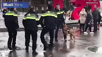 В Амстердаме полицейская собака стянула штаны с облаявшего её мужчины