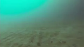 Учёные засняли на видео жуткую арктическую медузу