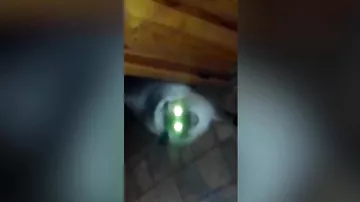 Видео с конченым котом-сатаной стало вирусным