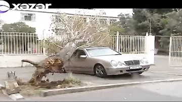 Bakıda ağac avtomobilin üzərinə aşdı