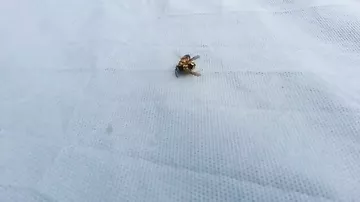 Оса расчленила пчелу на части