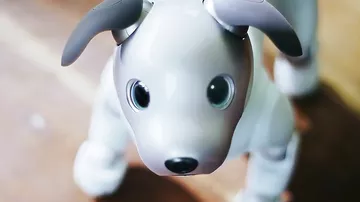 “Aibo” robot itinin yeni versiyası buraxılıb